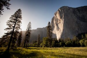 Photo Nature-inspired art