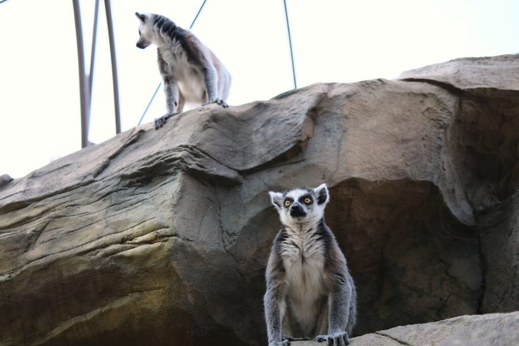 Photo Zoo animals