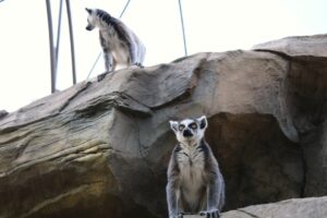 Photo Zoo animals