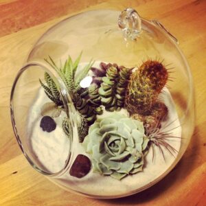 Photo Teens Hub: Terrariums - Gardens Now