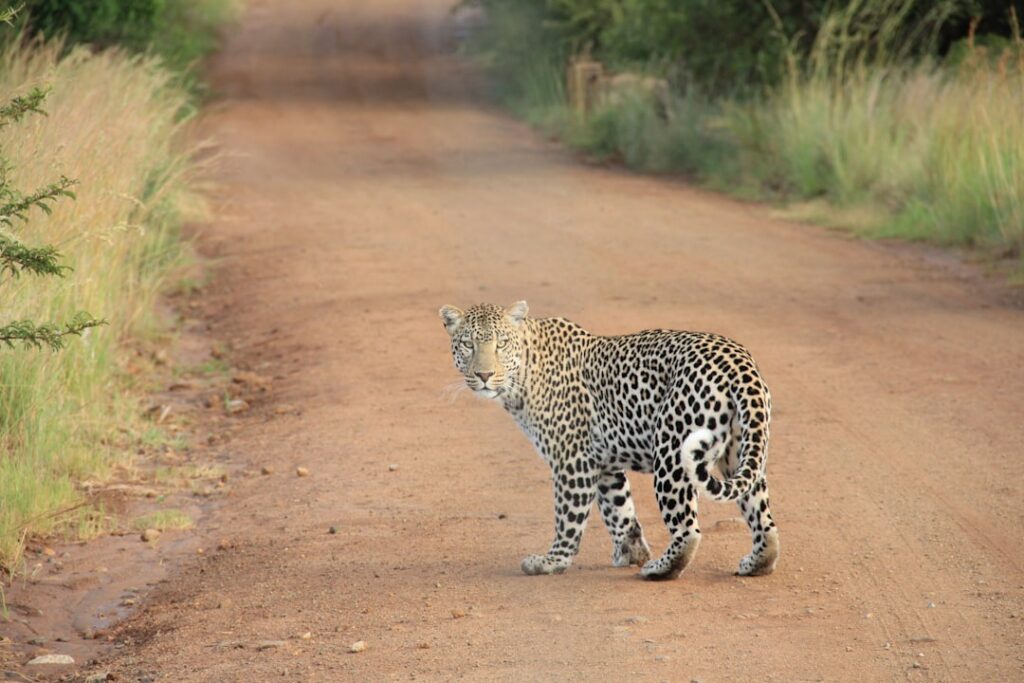 Photo Animal Safari