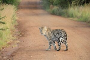 Photo Animal Safari