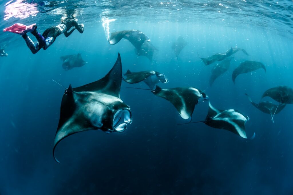 Photo Underwater Adventure