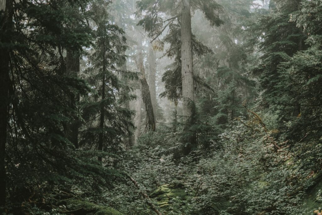 Photo Enchanted Forest