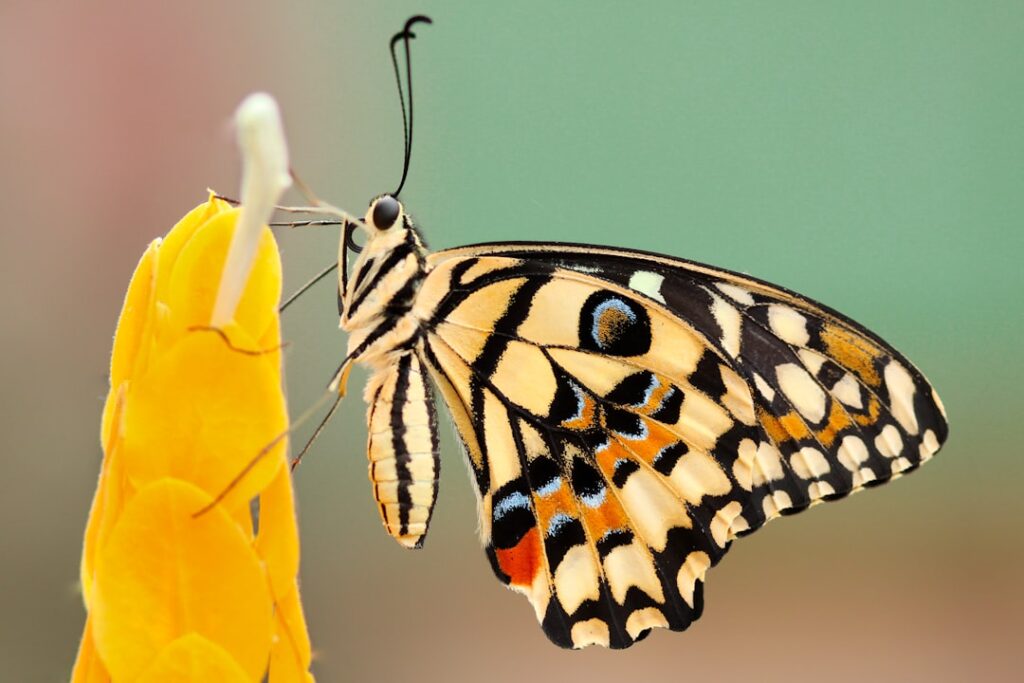 Photo Butterfly Coloring Pages