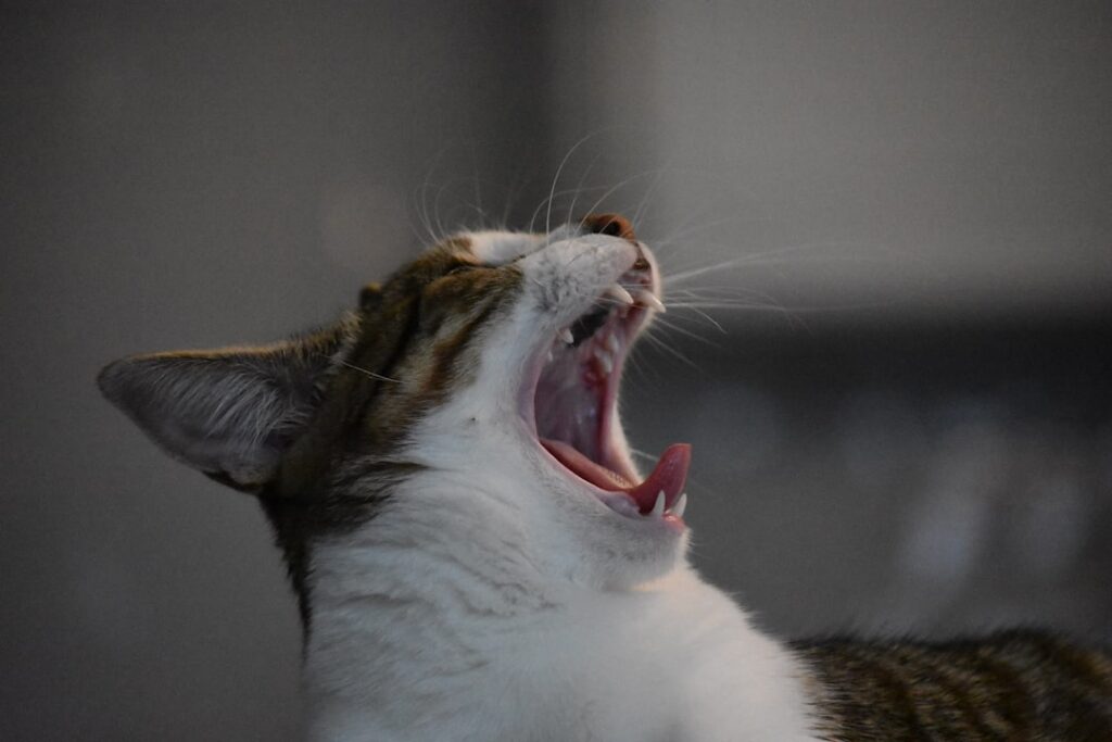 Photo Animal Sounds
