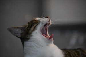 Photo Animal Sounds