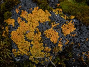 Photo Micro-Art