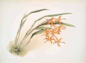 Photo Botanical Illustration