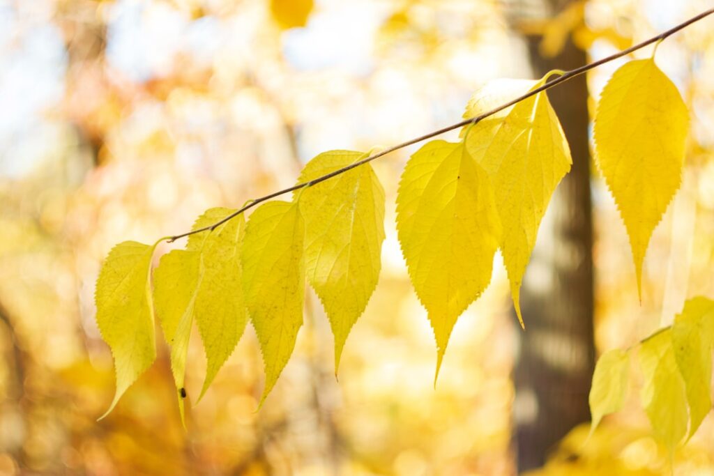 Photo Color Theory
