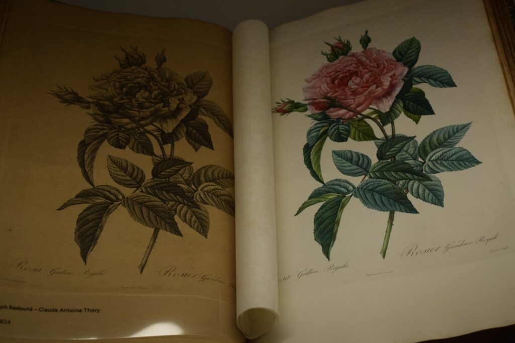 Photo Botanical Illustrations