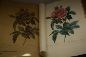 Photo Botanical Illustrations