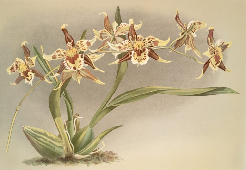 Photo Botanical Illustrations
