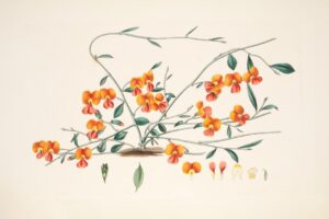 Photo Botanical Illustration